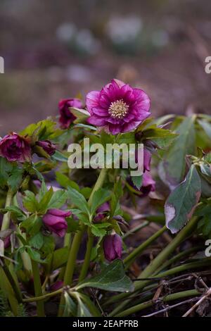 Lenten hellebore o Natale rosa doppio Dark Red fiori in primavera. Hellebores semi fiori doppi ai bordi di un sentiero nel giardino. Foto Stock