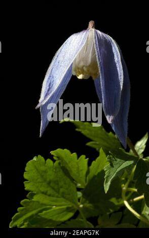 Alpen Clematis, Clematis alpina Foto Stock