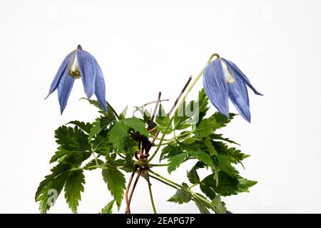 Alpen Clematis, Clematis alpina Foto Stock