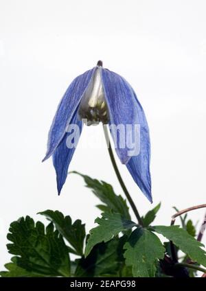 Alpen Clematis, Clematis alpina Foto Stock