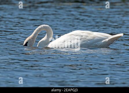 Il trombettista Swan si nuda in un lago poco profondo Foto Stock