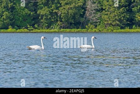 Coppia di Trumpeter Swan in un lago di North Woods Foto Stock