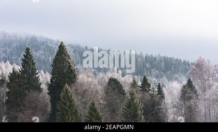 Alberi coperti di neve come sfondo stagionale Foto Stock