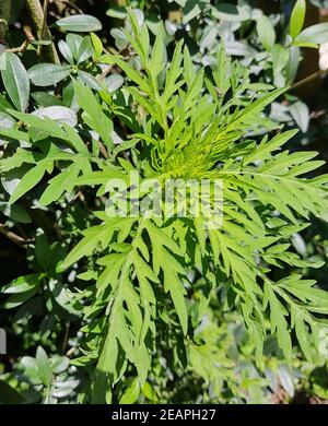 Ambrosiabluete Ambrosia artemisifolia Foto Stock
