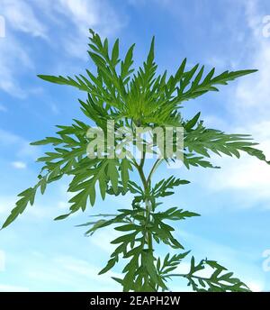Ambrosiabluete Ambrosia artemisifolia Foto Stock