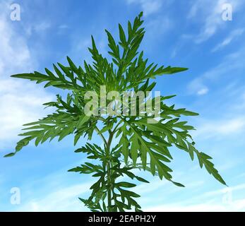Ambrosiabluete Ambrosia artemisifolia Foto Stock