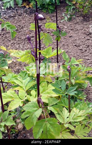 Rote Engelwurz, Angelica gigas Foto Stock