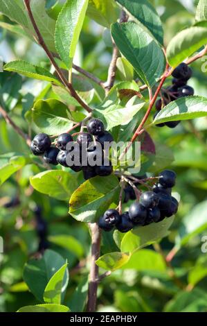 Apfelbeere Aronia Schwarze Apfelbeeren Zwergvogelbeere Foto Stock