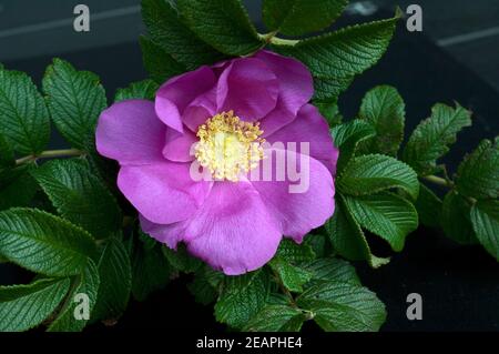 Apfelrose, Rugosa-Rose, Rosa rugosa, Wildrose Foto Stock