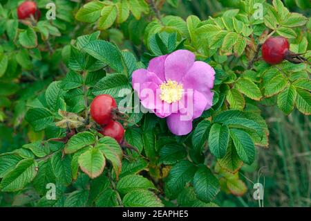 Apfelrose, Rugosa-Rose, Rosa rugosa, Wildrose Foto Stock