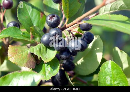 Apfelbeere Aronia Schwarze Apfelbeeren Zwergvogelbeere Foto Stock