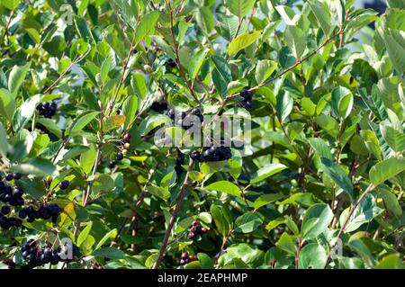 Apfelbeere Aronia Schwarze Apfelbeeren Zwergvogelbeere Foto Stock