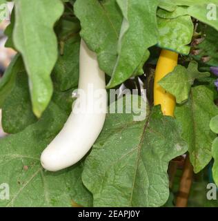 Melongine, Solanum, melongena, Gretel F1 Foto Stock