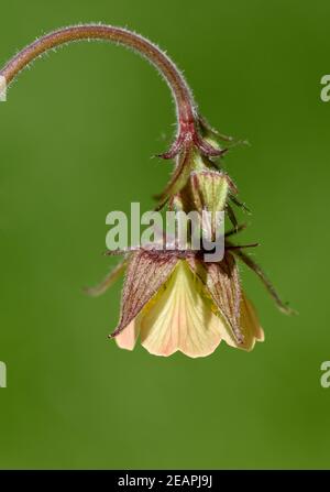 Bachnelkenwurz, Geum, rivale Foto Stock