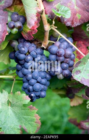 Bastardo, Rote Weintrauben Foto Stock