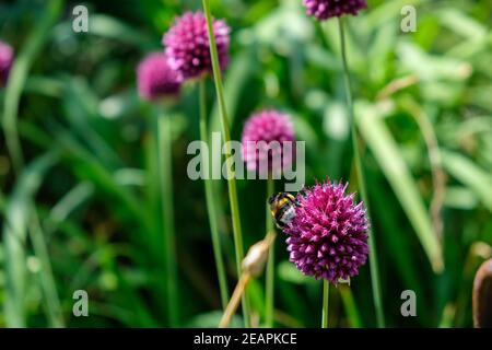 Api e bumblebee foraggio per il miele sul ornamentale viola dare un'occhiata Foto Stock