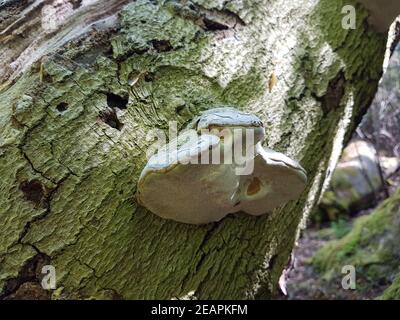 Urwald, Baumriesen, Baumpilze Foto Stock