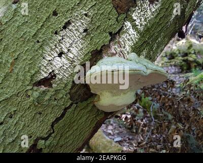 Urwald, Baumriesen, Baumpilze Foto Stock