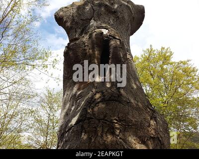 Urwald, Baumriesen, Totholz Foto Stock