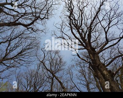 Eichenwald, Nationalpark, Kellerwald-Edersee Foto Stock