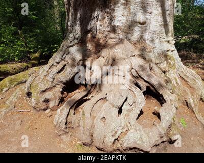 Urwald, Baumriesen, Totholz Foto Stock