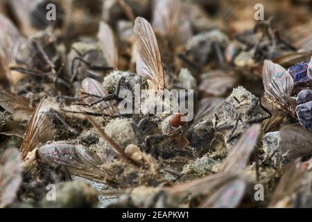 Pila di mosche morte Foto Stock