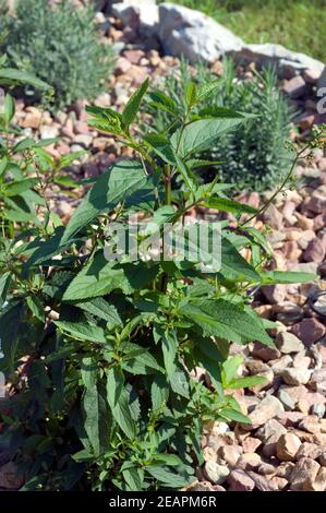 Bei Xuan Shen, Scrophularia buergeriana Foto Stock