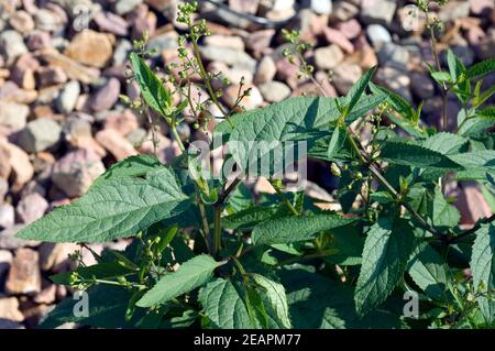 Bei Xuan Shen, Scrophularia buergeriana Foto Stock