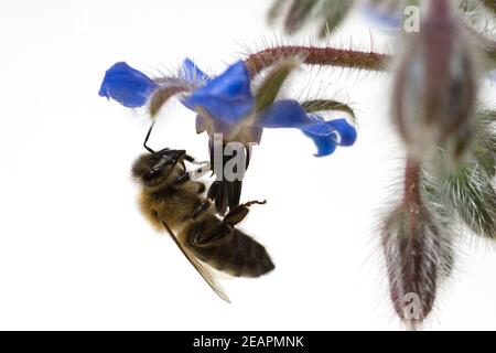 Biene Anflug Borretschbluete Borretsch Borago Foto Stock