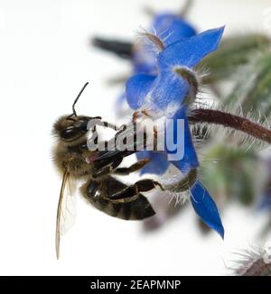 Biene Anflug Borretschbluete Borretsch Borago Foto Stock