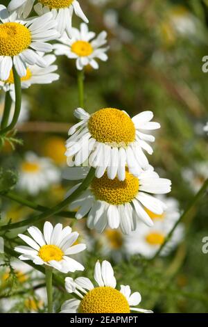 Roemischer Bertram Anacyclus piretrum Foto Stock