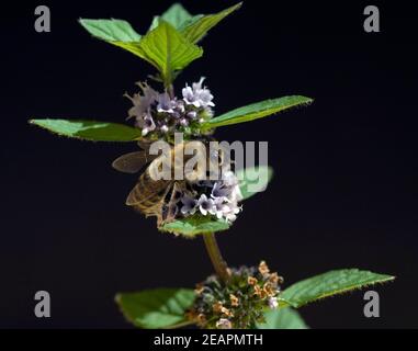 API biene, Melifera Honigbiene Insekt Pfefferminze, Mintha piperita, Foto Stock
