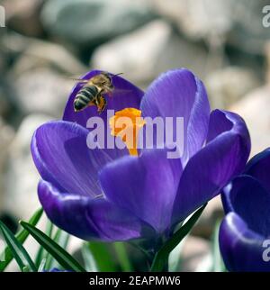 Biene Anflug Krokus API mellifera Foto Stock