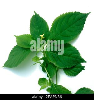 Wald-Bingelkraut Foto Stock