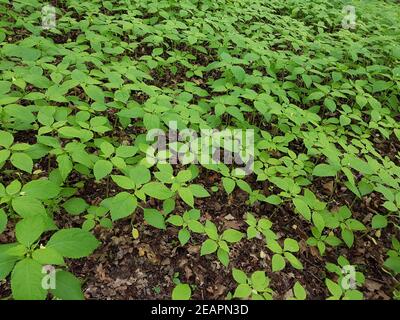 Wald-Bingelkraut, Mercurialis perennis, Foto Stock