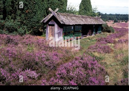 Lueneburger, Heide Bienenenhaus Foto Stock