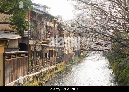 Kyoto Japan Cherry Blossoms sopra lo Shirakawa (“Fiume Bianco”) e gli antichi edifici del distretto di Gion Foto Stock