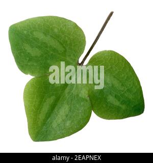 Leberbluemchen, Hepatica nobilis, Blume des Jahres 2013 Foto Stock