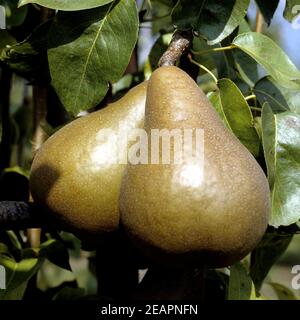 Birne, Uta Foto Stock