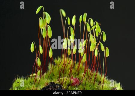 Birnmoos, Pohlia, nutans, Tau Foto Stock