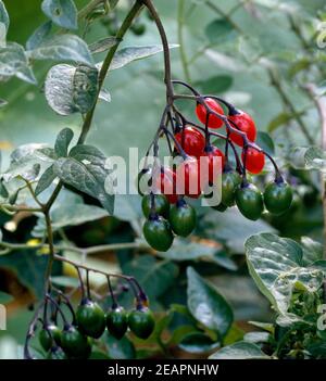 Bittersuesser Nachtschatten Foto Stock