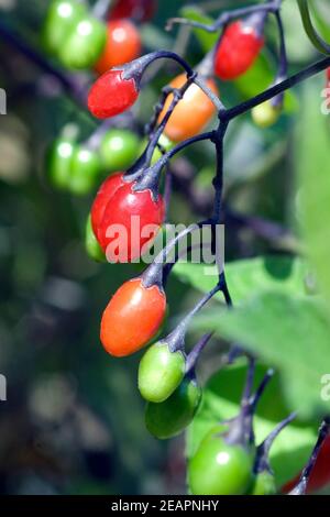 Bittersuesser Nachtschatten Solanum dulcamara Foto Stock