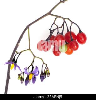 Bittersuesser, Nachtschatten, Solanum dulcamara,, Foto Stock