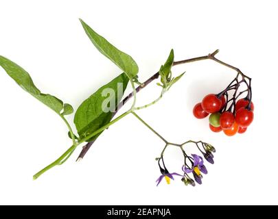 Bittersuesser Nachtschatten, Solanum dulcamara Foto Stock