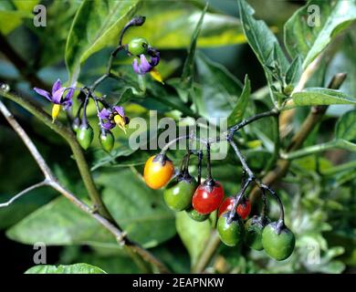 Bittersuesser Nachtschatten Foto Stock