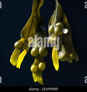 Blasentang, Il Fucus vesiculosus, Alge, Heilpflanze, Heilpflanzen Foto Stock