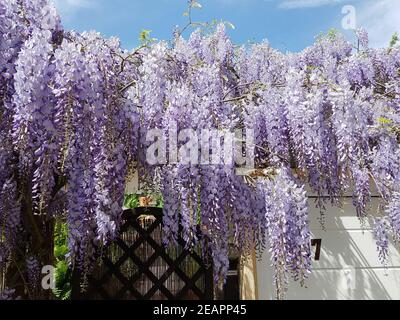 Blauregen Wisteria, sinensis Chinesischer Glyzine Foto Stock