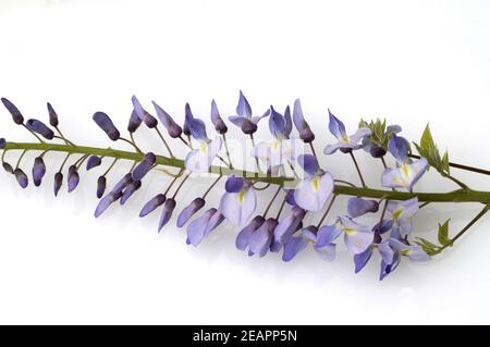 Blauregen, Wisteria sinensis Foto Stock