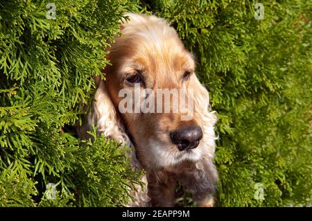 Cocker Spaniel,, Roter Foto Stock