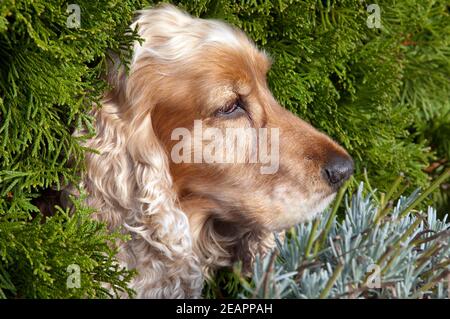 Cocker Spaniel,, Roter Foto Stock